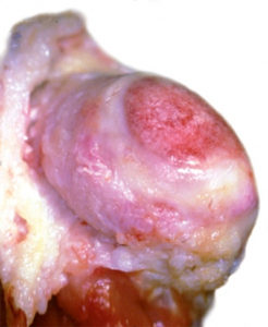 immagine cartilagine anca cane