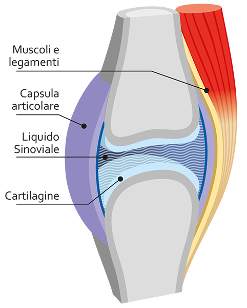 Le articolazione del cane: come tutelarle | Arthro System