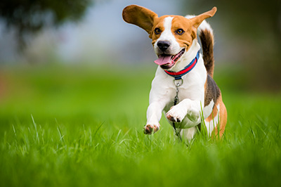 foto di beagle che salta