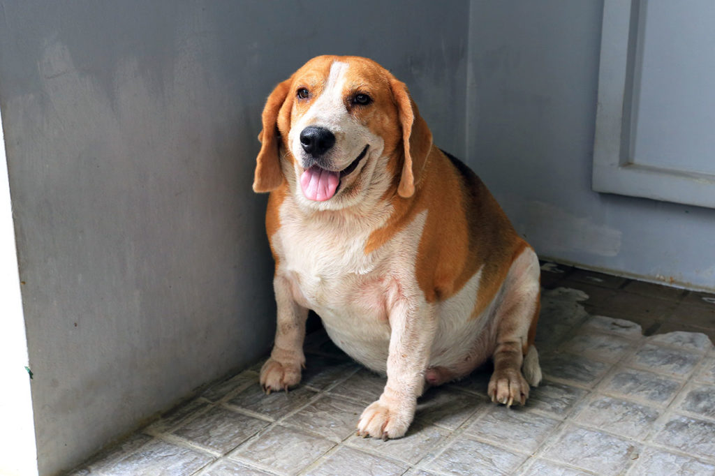foto beagle in sovrappeso