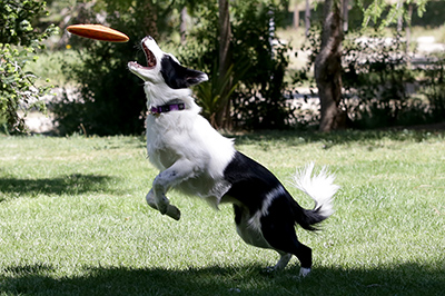 Immagine border collie con frisbee