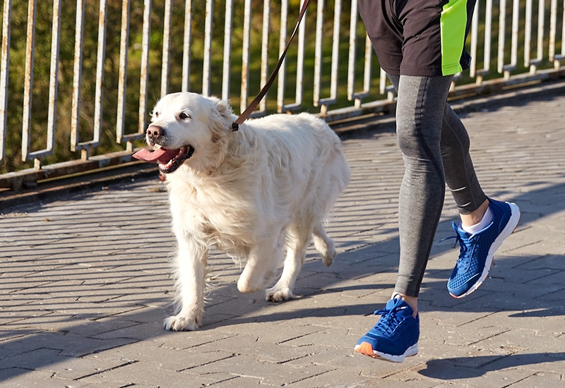 foto di cane al guinzaglio