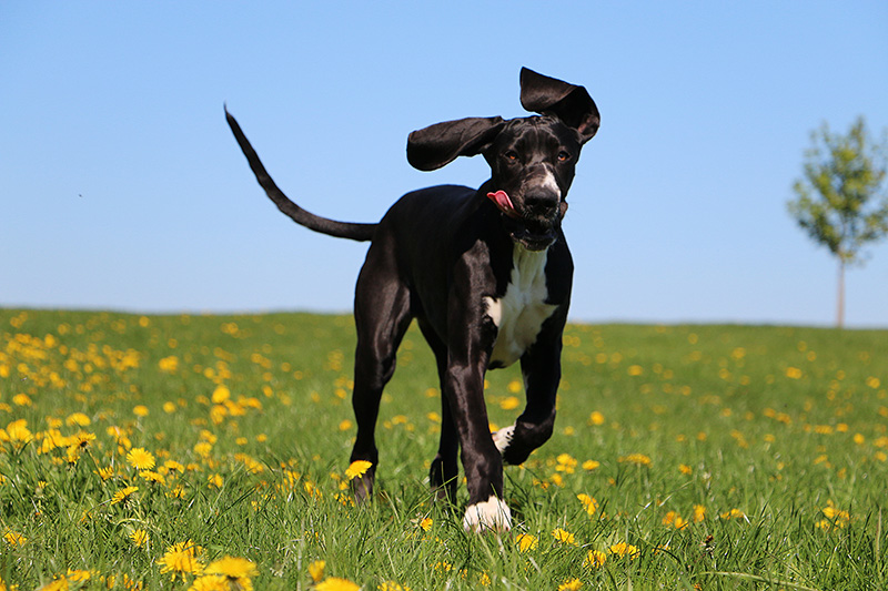 Foto cucciolo di cane - esterno