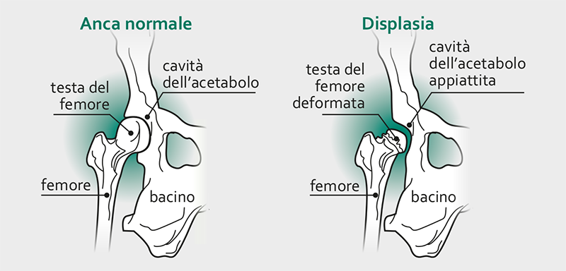 immagine displasia anca cane