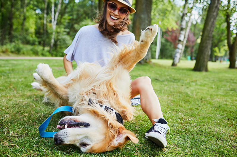 foto di golden retriever che gioca