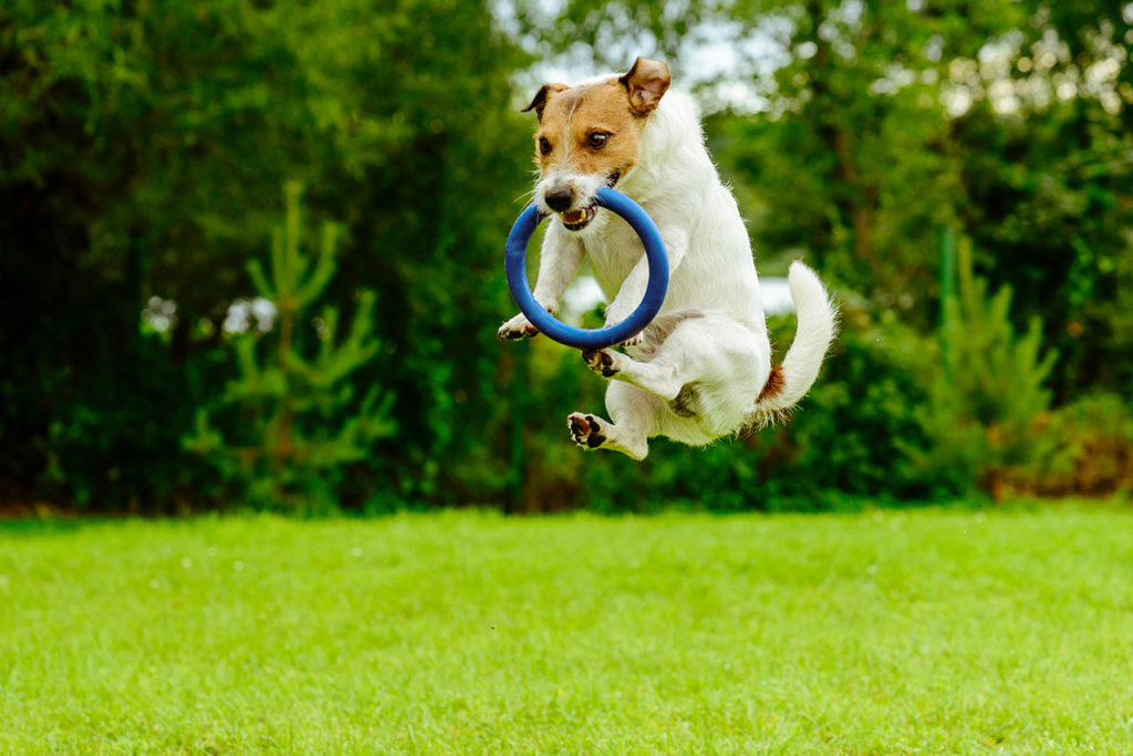 Foto jack russell con frisbee