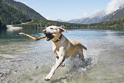 foto di labrador che gioca nell'acqua