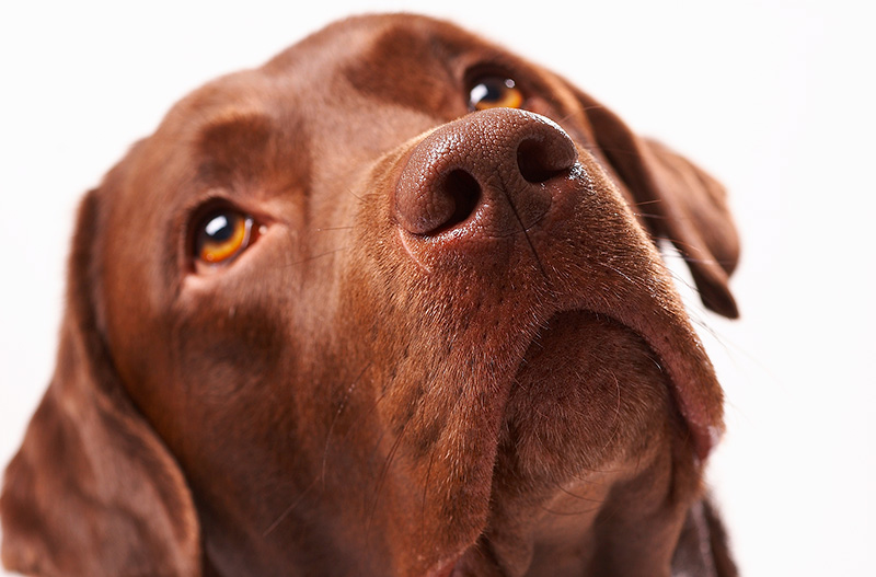 foto di labrador con artrosi