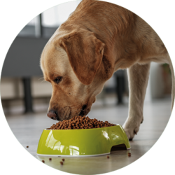 alimentazione artrosi cane