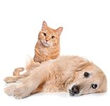 foto di cane e gatto con artrosi