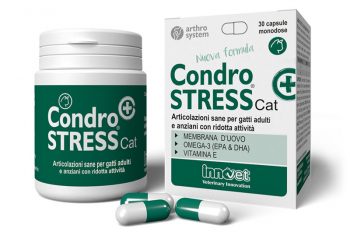 condrostress_cat_innovet