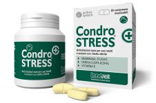 condrostress_innovet