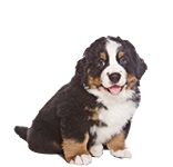 foto cane cucciolo bernese